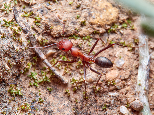 Sahara Ants, Genus Cataglyphis.