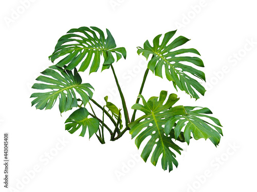 Green leaves of native Monstera (Epipremnum pinnatum) on white background with clipping path.