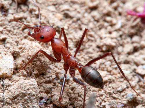 Sahara Ants, Genus Cataglyphis. © Macronatura.es