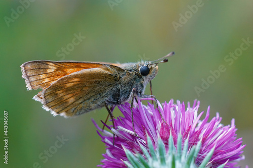 Closeup of a slighly worn out  large skipper butterfly , Ochlodes sylvanus on the purple flower of Carduus crispus photo
