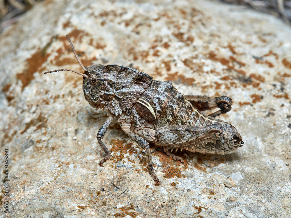 Earthling Stone Grasshopper. Euryparyphes terrulentus Earthling Stone Grasshopper. Euryparyphes terrulentus