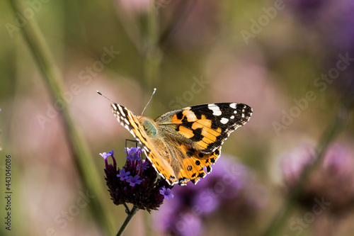 thistle butterfly © Wiert