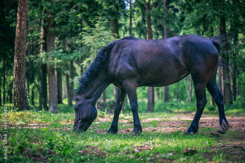 The black horse is grazing in the forest.