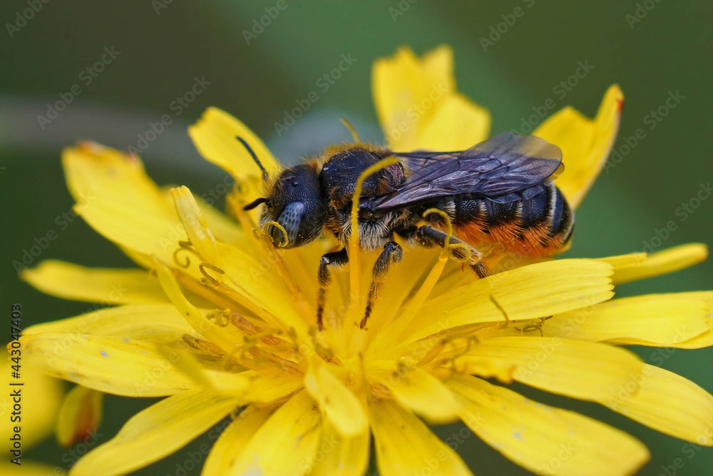 Closeup on a femaleof the rare spined Mason bee, Osmia spinulosa sipping nectar from the yellow flower of a false dandelion , Hypochaeris radicata Closeup on a femaleof the rare spined Mason bee, Osmia spinulosa sipping nectar from the yellow flower of a false dandelion , Hypochaeris radicata