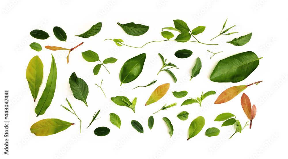 Various Isolated Leaf Lay on White background. Design for Decoration. Top View. Clean and Minimalist Various Isolated Leaf Lay on White background. Design for Decoration. Top View. Clean and Minimalist