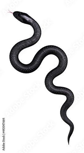 Black  Snake isolated on White Background. Top view. 3D illustration © GraphicCompressor