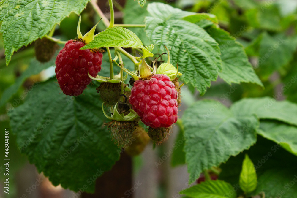 Ripe red raspberries on a branch with green leaves, not ripe berries raspberries, summer landscape Ripe red raspberries on a branch with green leaves, not ripe berries raspberries, summer landscape