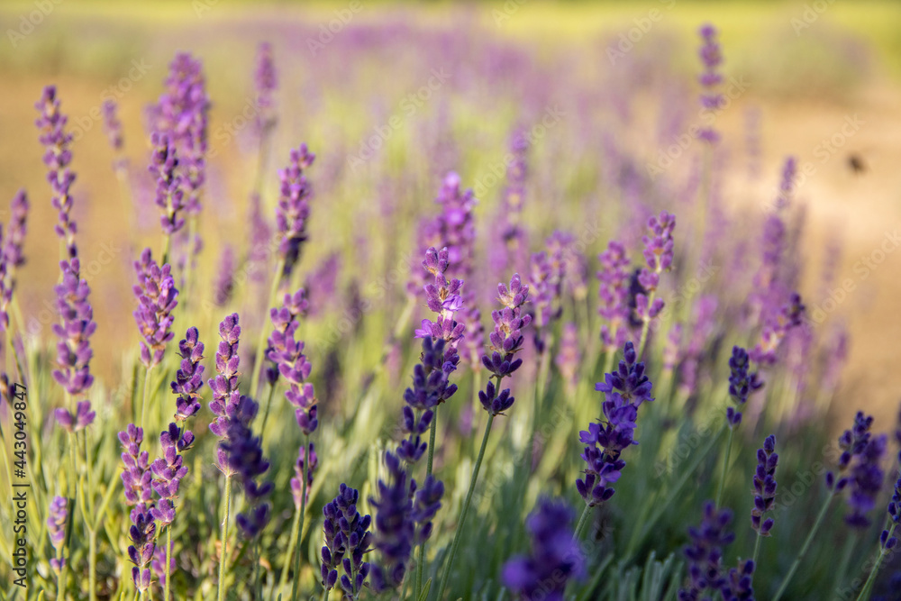 Fototapeta premium Lavender field