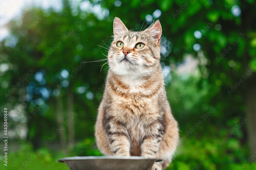 Beautiful cat portrait. A tabby cat sits in the garden against a background of green trees near a bowl of food. Female cat looks to the side.