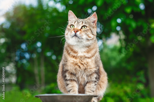 Beautiful cat portrait. A tabby cat sits in the garden against a background of green trees near a bowl of food. Female cat looks to the side.