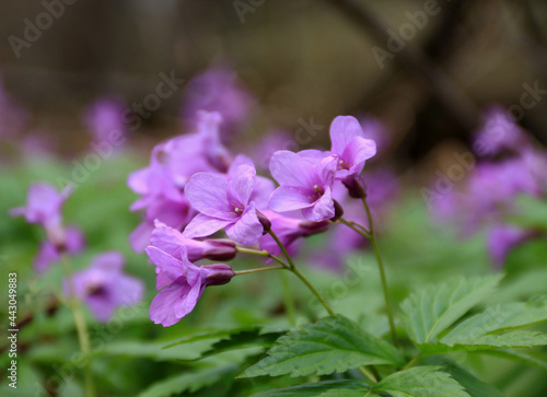 Purple flowers in the Kopce (The Mounds) nature reserve in Cieszyn
