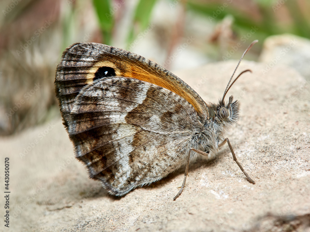 Fototapeta premium Pyronia cecilia, the southern gatekeeper.