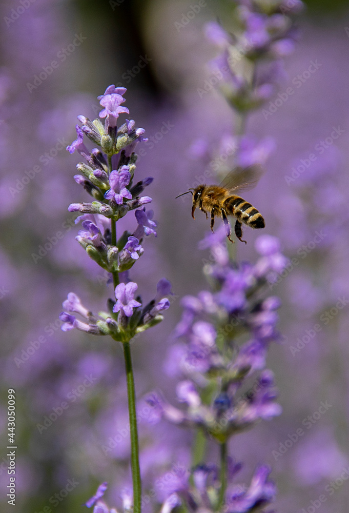 Bee on a lavender flower Bee on a lavender flower