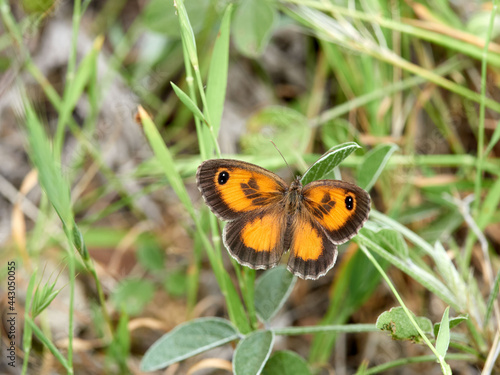 Pyronia cecilia, the southern gatekeeper.
