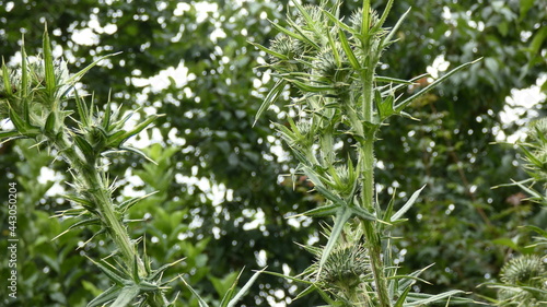 Blooming thistle in the field behind the city in summer. photo