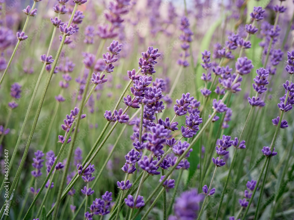Naklejka premium Soft focus on lavender flowers.