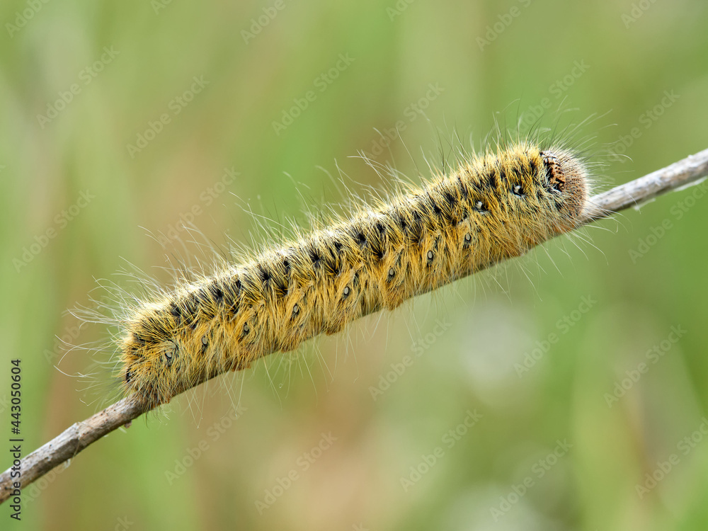 Grass Eggar, Lasiocampa trifolii Grass Eggar, Lasiocampa trifolii