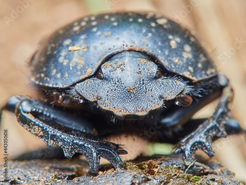 Earth-boring dung beetle, Scarabaeus laticollis photo