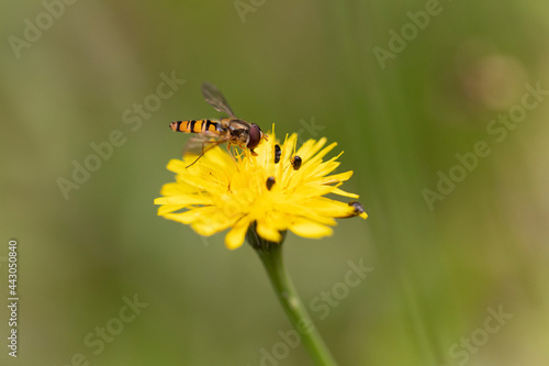 Syrphe ceinturé Episyrphus balteatus volant ou butinant sur une fleur