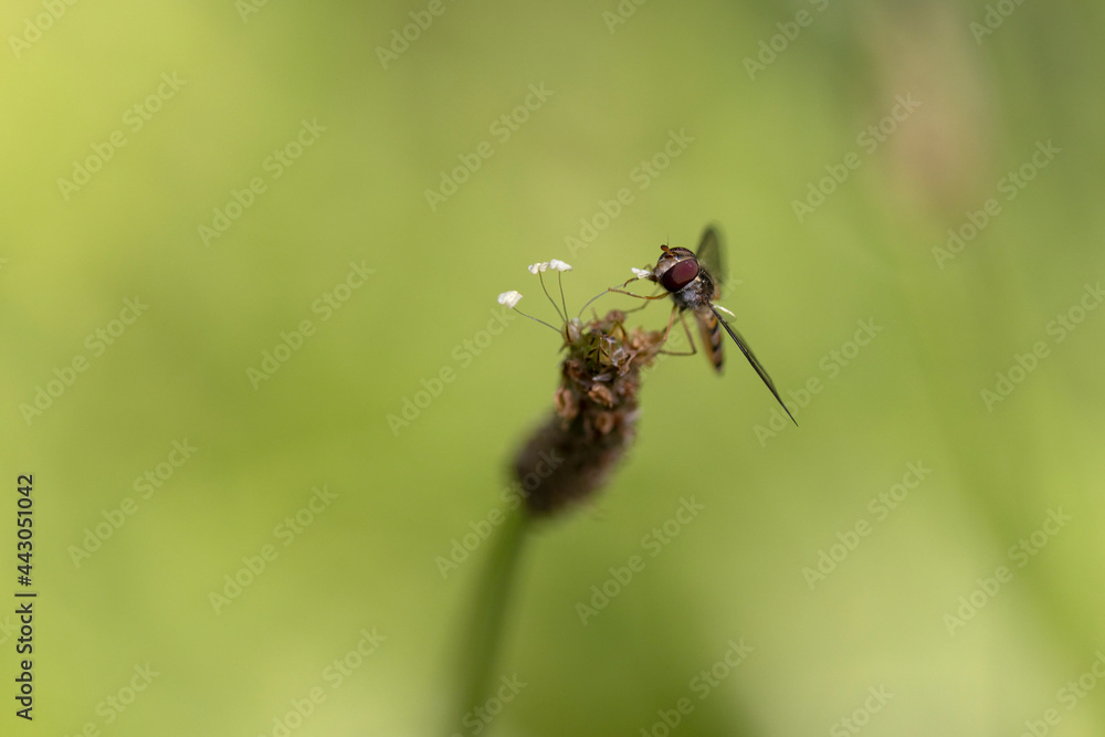 Syrphe ceinturé Episyrphus balteatus volant ou butinant sur une fleur Syrphe ceinturé Episyrphus balteatus volant ou butinant sur une fleur