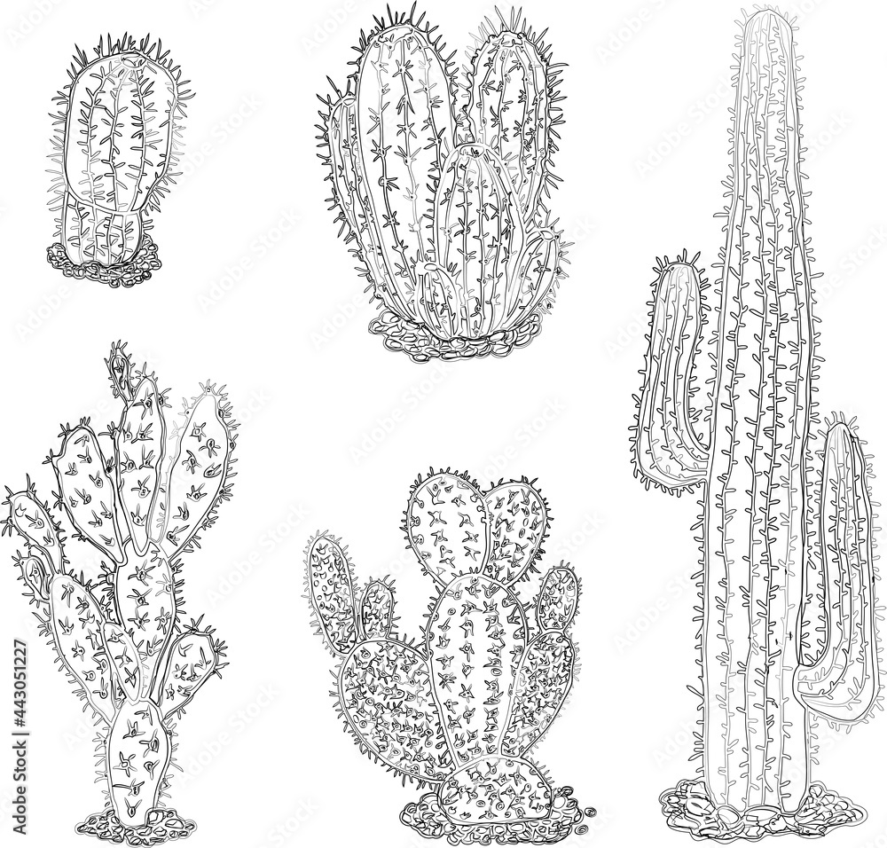 Vector contour drawings various desert cactuses Vector contour drawings various desert cactuses
