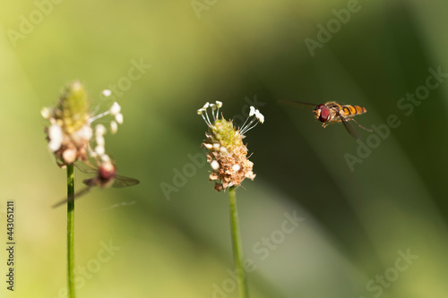 Syrphe ceinturé Episyrphus balteatus volant ou butinant sur une fleur © denis