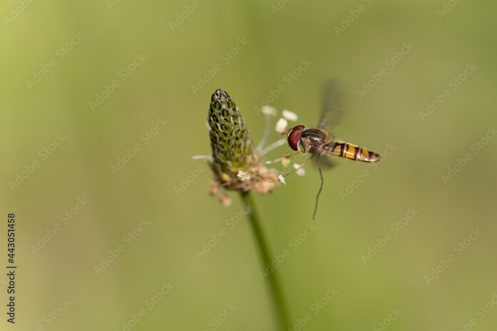 Syrphe ceinturé Episyrphus balteatus volant ou butinant sur une fleur Syrphe ceinturé Episyrphus balteatus volant ou butinant sur une fleur