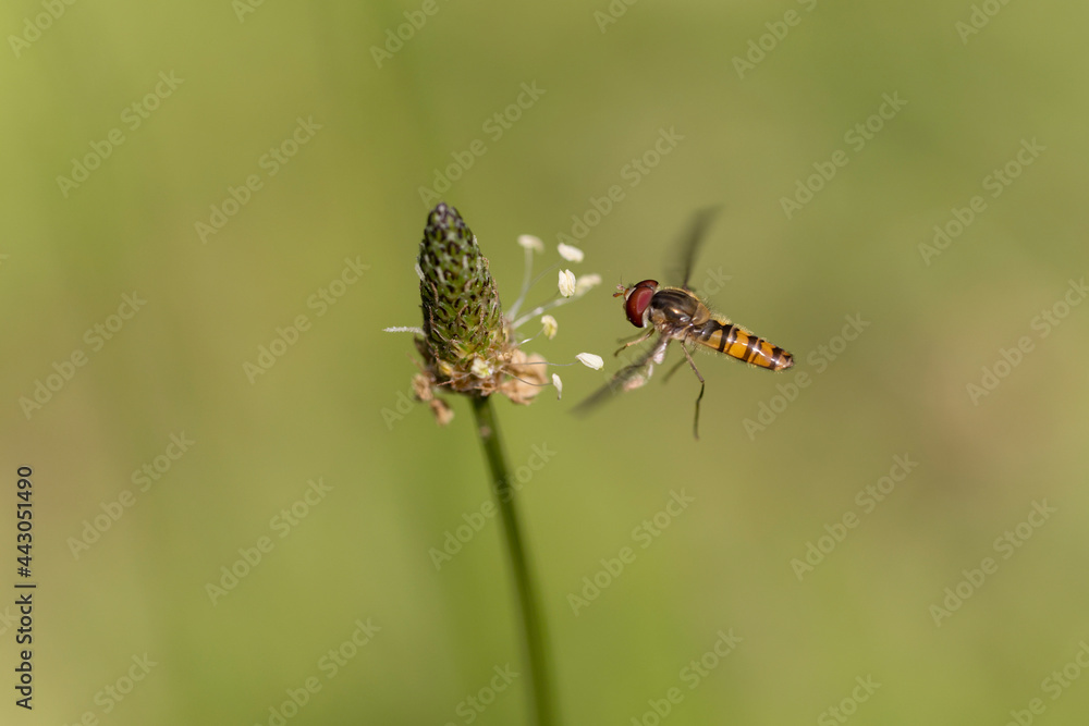 Syrphe ceinturé Episyrphus balteatus volant ou butinant sur une fleur Syrphe ceinturé Episyrphus balteatus volant ou butinant sur une fleur