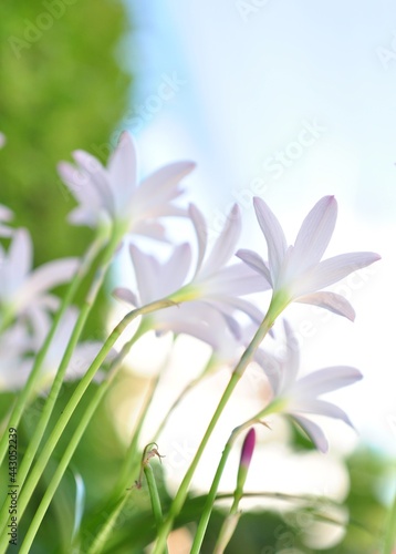 closeup white zephyranthes flowers and green leaves on natural daylight blur background. Selective Focus
