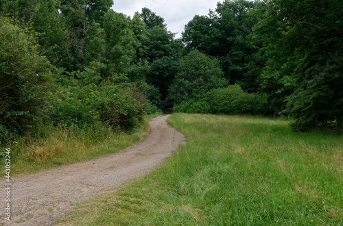 Ścieżka gruntowa przez las photo