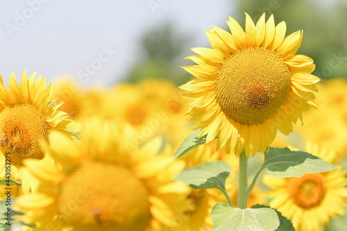 Fototapeta Naklejka Na Ścianę i Meble -  Girasoli belli