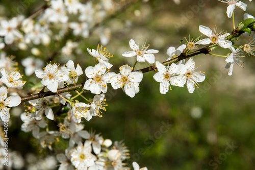 Flowers of Prunus spinosa, blackthorn or sloe