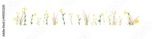 Set isolated. Meadow with wildflowers. Grass close-up. Wild green rural plants. Cartoon style. Flat design. Countryside view. Flowers. Vector illustration. art