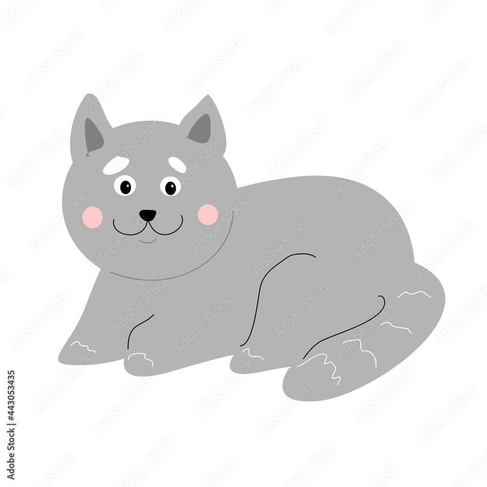 Gray fluffy domestic cat on a white background. Gray fluffy domestic cat on a white background.
