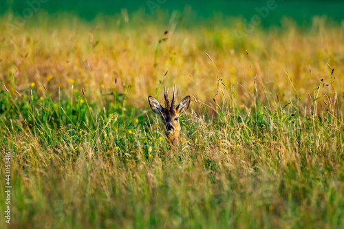 A deer in the wildlife © hecke71