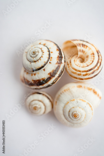 a group of grape snail shells in close-up on a light background, in powdery tinting.Top view. Background,