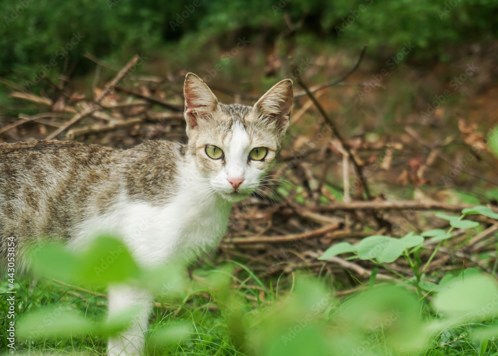portrait of a cat roaming outdoor