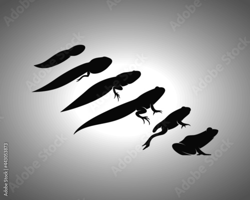Tadpole Silhouette. Isolated Vector Animal Template for Logo Company, Icon, Symbol etc