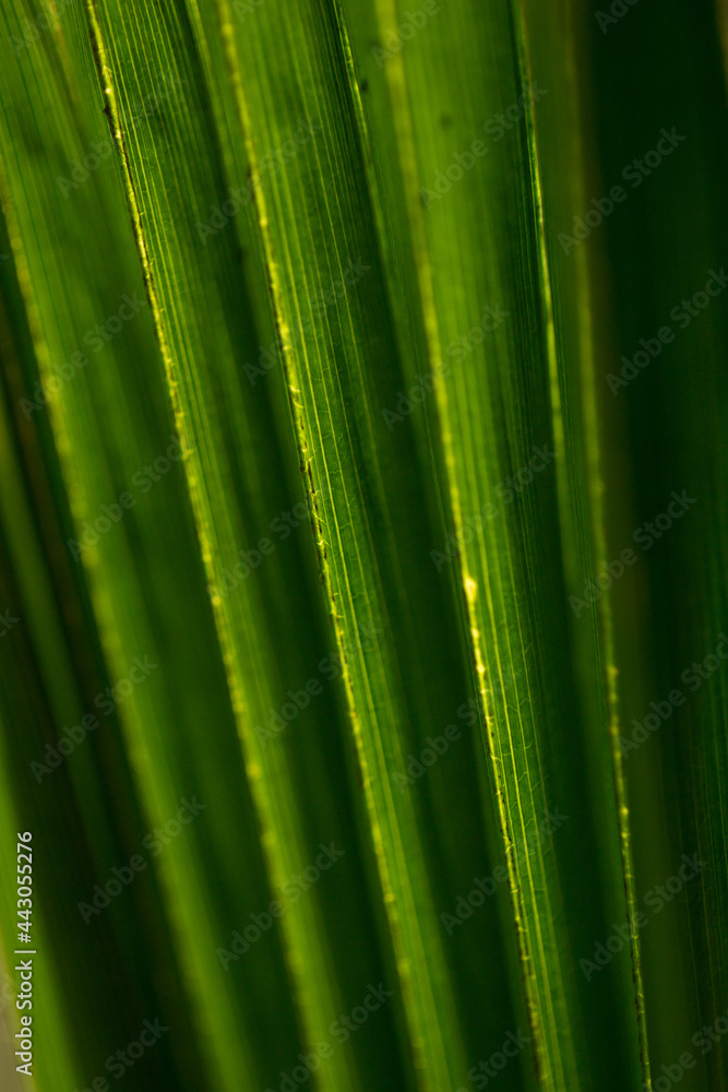 Macro bright palm leaves texture Macro bright palm leaves texture
