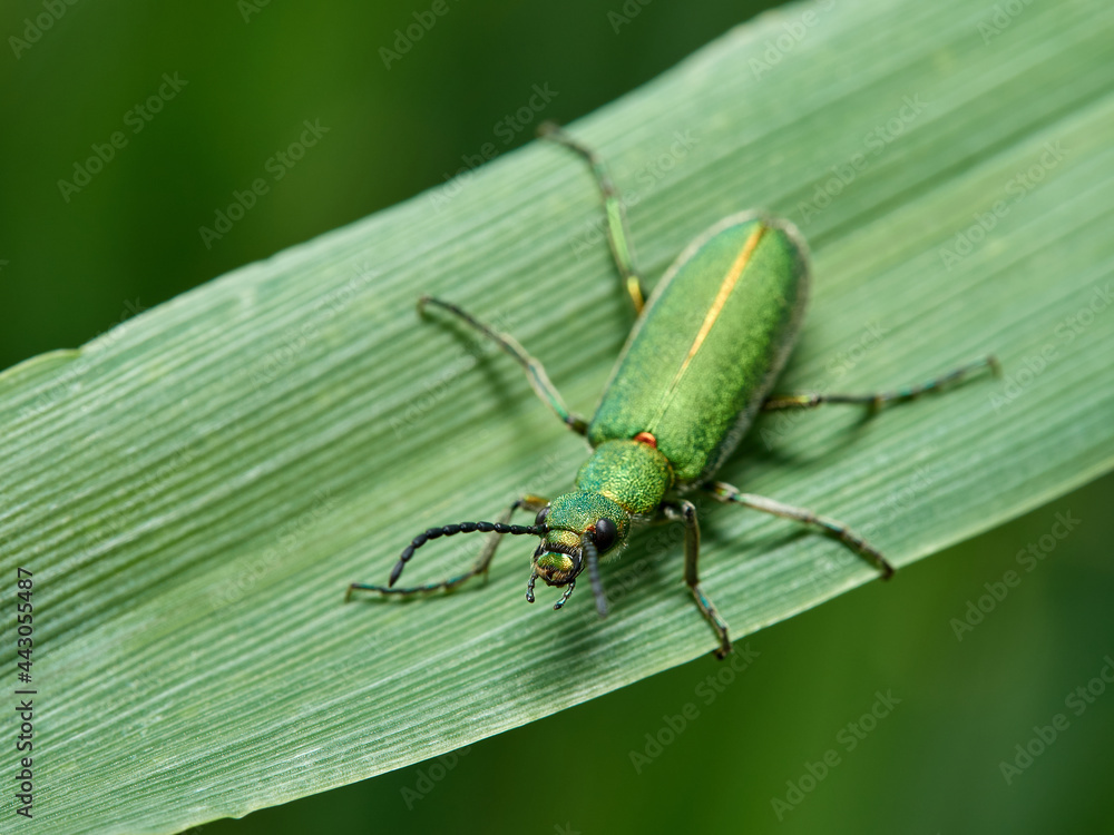 Green beetle. Lagorina sericea. Green beetle. Lagorina sericea.