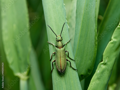  Green beetle. Lagorina sericea.