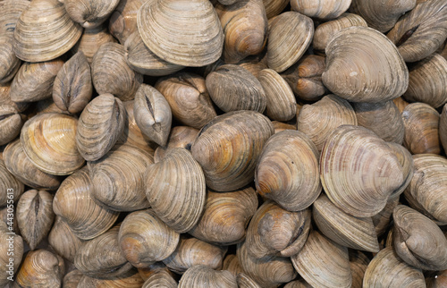Clam shells, food in a market