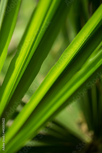 Macro bright palm leaves texture