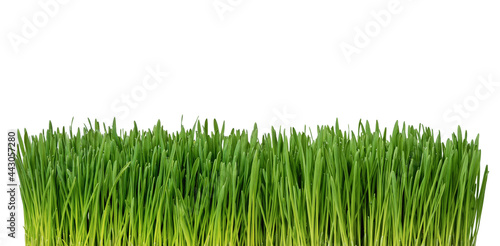 Close up of fresh grass isolated on white background