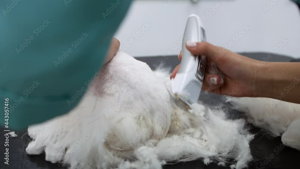 White cat haircut video close-up. Hands of a cat groomer, trimmer. Persian fluffy cat white haircut. Pet haircut. Cat haircuts for the summer. Animal beauty salon White cat haircut video close-up. Hands of a cat groomer, trimmer. Persian fluffy cat white haircut. Pet haircut. Cat haircuts for the summer. Animal beauty salon