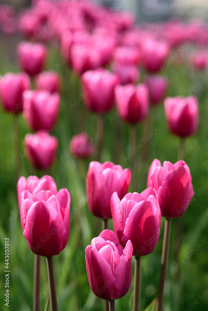 Fototapeta premium pink tulips in the garden
