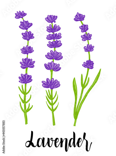 Vector sketch lavender illustration. Hand drawn wedding herb, plant. Botanical rustic trendy greenery vector illustration. Fragrant French wildflower. Violet summer honey plant sketch.
