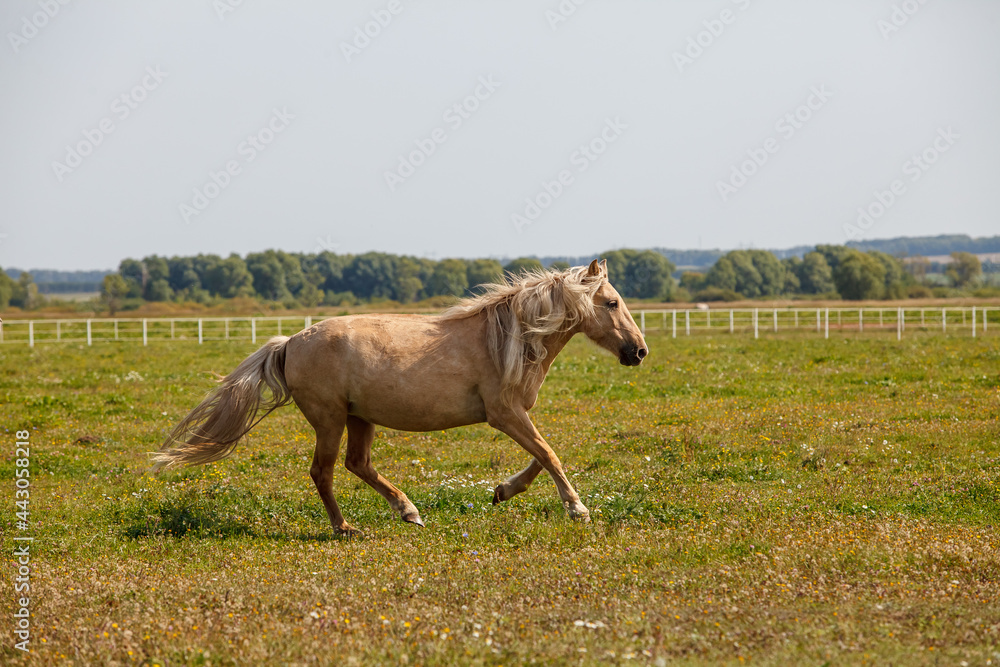 Fototapeta premium young horses running at a horse farm