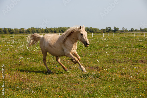 young horse running at a horse farm © ksubogdanova