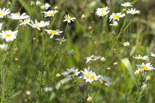 chamomile in the garden